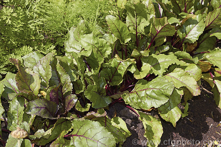 The foliage of maturing beetroot plants. The Garden. Beet (<i>Beta vulgaris subsp. vulgaris</i>) is a vegetable cultivated mainly for its edible roots, though the foliage may also be eaten. Garden forms are available in a range of stem and root colours. The bright purple-red-rooted form is the most common. beta-2601htm'>Beta. Order: Caryophyllales, Family: Amaranthaceae