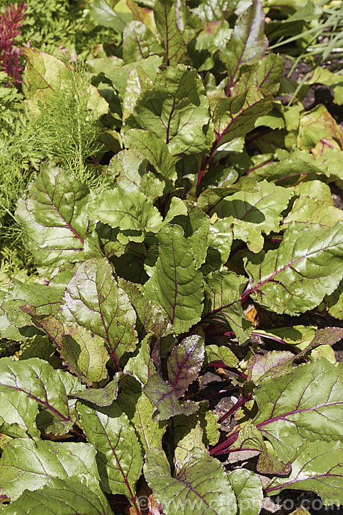 The foliage of maturing beetroot plants. The Garden. Beet (<i>Beta vulgaris subsp. vulgaris</i>) is a vegetable cultivated mainly for its edible roots, though the foliage may also be eaten. Garden forms are available in a range of stem and root colours. The bright purple-red-rooted form is the most common. beta-2601htm'>Beta. Order: Caryophyllales, Family: Amaranthaceae