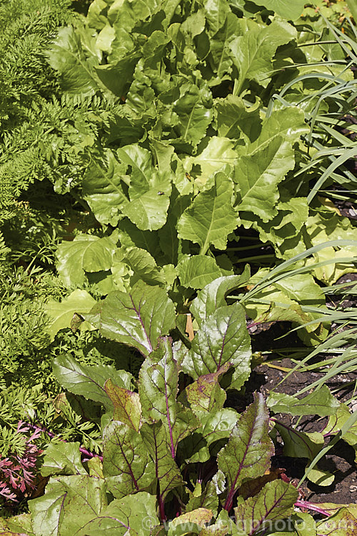 The foliage of maturing beetroot plants. The Garden. Beet (<i>Beta vulgaris subsp. vulgaris</i>) is a vegetable cultivated mainly for its edible roots, though the foliage may also be eaten. Garden forms are available in a range of stem and root colours. The bright purple-red-rooted form is the most common. Here its red-tinted foliage can be seen in front of the plain green leaves of a golden or white beet. beta-2601htm'>Beta. Order: Caryophyllales, Family: Amaranthaceae