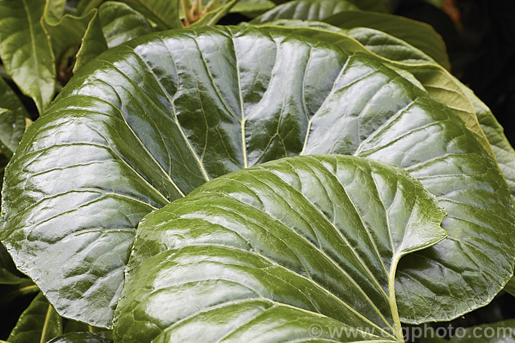 The foliage of Farfugium japonicum var. giganteum (syns. Ligularia tussilaginea 'Gigantea', Farfugium reniforme</i>), a natural variety of a hardy evergreen Japanese perennial that while often grown as a foliage plant for its large, deep green leaves, produces nonetheless attractive heads of bright yellow daisy-like flowers in late autumn. Giganteum is an especially strong growing plant with large leathery leaves that can be up to 30cm across. Order: Asterales, Family: Asteraceae