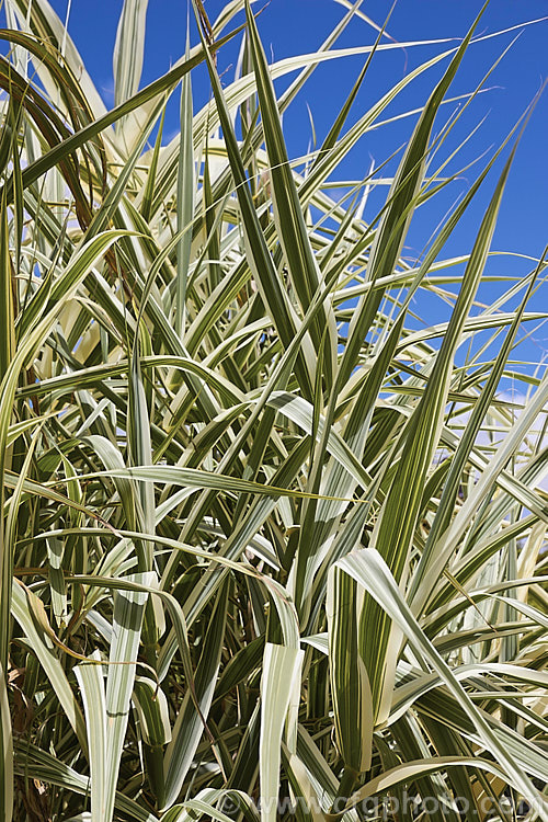 Arundo donax 'Variegata', a 3m tall, cream and green variegated cultivar of the Giant Reed, a Mediterranean grass with stems up to 6m tall arundo-2368htm'>Arundo. .