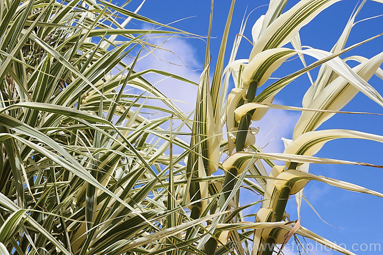 Arundo donax 'Variegata', a 3m tall, cream and green variegated cultivar of the Giant Reed, a Mediterranean grass with stems up to 6m tall arundo-2368htm'>Arundo. .