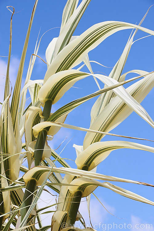 Arundo donax 'Variegata', a 3m tall, cream and green variegated cultivar of the Giant Reed, a Mediterranean grass with stems up to 6m tall arundo-2368htm'>Arundo. .