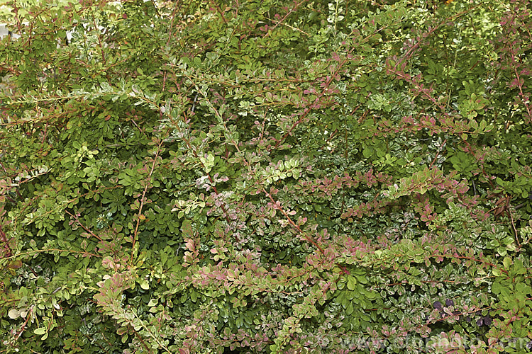 Berberis thunbergii 'Starburst', a cultivar with pink and white variegation over mid-green foliage. It has yellow flowers in spring and red fruit in autumn but does not flower or fruit well and is primarily grown for its foliage. berberis-2186htm'>Berberis. Order: Ranunculales, Family: Berberidaceae