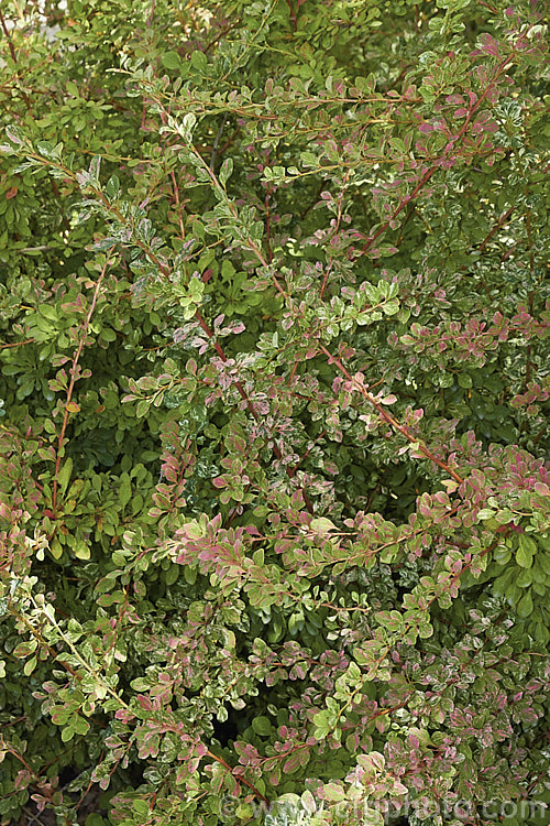 Berberis thunbergii 'Starburst', a cultivar with pink and white variegation over mid-green foliage. It has yellow flowers in spring and red fruit in autumn but does not flower or fruit well and is primarily grown for its foliage. berberis-2186htm'>Berberis. Order: Ranunculales, Family: Berberidaceae