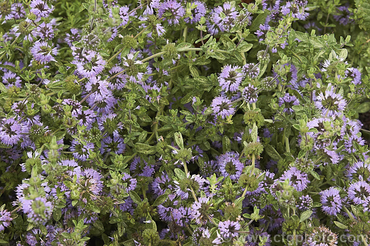 Pennyroyal (<i>Mentha pulegium</i>), a spreading evergreen perennial that can grow to 40cm high and over 1m wide, though it is usually considerably smaller. The light purple flowerheads appear in summer. While the plant has a strong mint scent and flavour, it is most often cultivated as an ornamental or a groundcover, sometimes as a lawn substitute. Order: Lamiales, Family: Lamiaceae