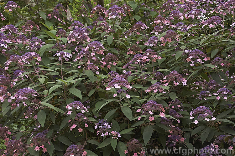 Hydrangea aspera (syn. Hydrangea villosa</i>), a spreading, summer-flowering deciduous shrub or small tree native to temperate and subtropical East Asia. The heads bear relatively few sterile flowers. hydrangea-2128htm'>Hydrangea. <a href='hydrangeaceae-plant-family-photoshtml'>Hydrangeaceae</a>.