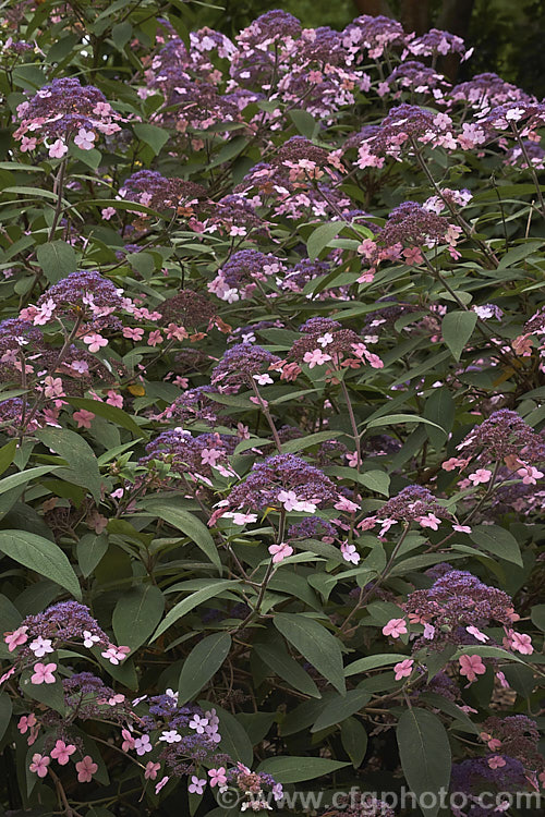 Hydrangea aspera (syn. Hydrangea villosa</i>), a spreading, summer-flowering deciduous shrub or small tree native to temperate and subtropical East Asia. The heads bear relatively few sterile flowers. hydrangea-2128htm'>Hydrangea. <a href='hydrangeaceae-plant-family-photoshtml'>Hydrangeaceae</a>.