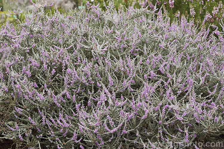 Calluna vulgaris 'Silver Cloud', heather cultivar with downy silver-grey foliage and dusky lavender pink flowers. It has a low, spreading habit and retain good foliage colour through winter, not becoming dirty grey like some silver cultivars. calluna-2108htm'>Calluna. Order: Ericales, Family: Ericaceae