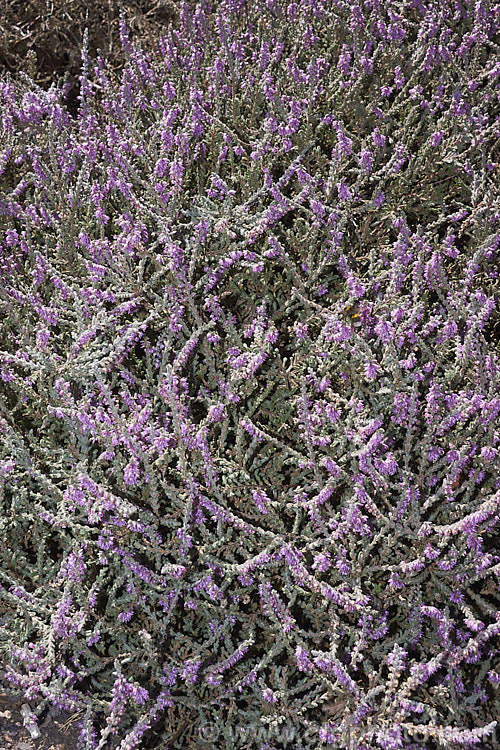 Calluna vulgaris 'Silver Cloud', heather cultivar with downy silver-grey foliage and dusky lavender pink flowers. It has a low, spreading habit and retain good foliage colour through winter, not becoming dirty grey like some silver cultivars. calluna-2108htm'>Calluna. Order: Ericales, Family: Ericaceae