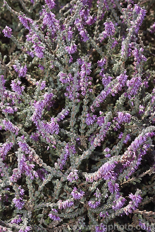 Calluna vulgaris 'Silver Cloud', heather cultivar with downy silver-grey foliage and dusky lavender pink flowers. It has a low, spreading habit and retain good foliage colour through winter, not becoming dirty grey like some silver cultivars. calluna-2108htm'>Calluna. Order: Ericales, Family: Ericaceae