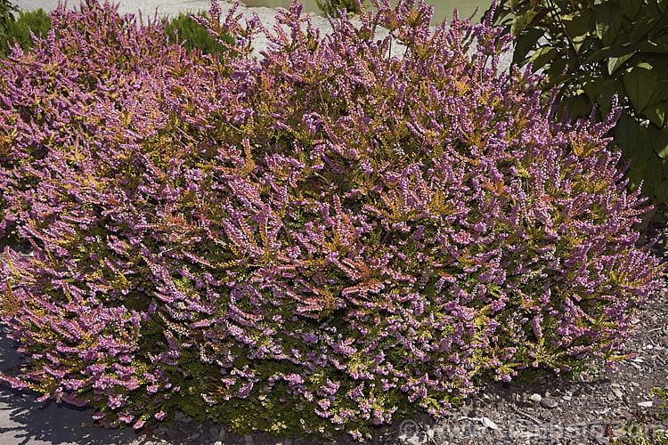 Calluna vulgaris 'Andrew. Proudley', a heavy-flowering heather cultivar with orange-gold foliage darkening to bronze in winter. Named by calluna authority. Valerie. Proudley after her son. The parent species is found over much of the temperate Northern Hemisphere. calluna-2108htm'>Calluna. Order: Ericales, Family: Ericaceae