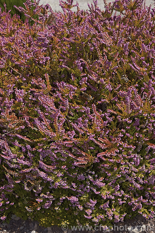 Calluna vulgaris 'Andrew. Proudley', a heavy-flowering heather cultivar with orange-gold foliage darkening to bronze in winter. Named by calluna authority. Valerie. Proudley after her son. The parent species is found over much of the temperate Northern Hemisphere. calluna-2108htm'>Calluna. Order: Ericales, Family: Ericaceae