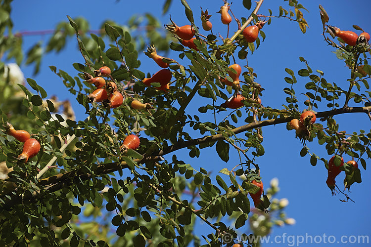 Father David's Rose (<i>Rosa davidii</i>), an arching 18-4m high shrub native to western and central China. It has simple pale to mid-pink flowers and is grown as much for its bright orange red hips (fruits</i>) as for its blooms. Order: Rosales, Family: Rosaceae