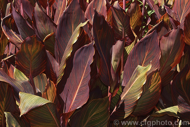 Canna x generalis 'Tropicanna', one of the many cultivars of this group of hybrid rhizomatous perennials of species from the American tropics and subtropics 'Tropicanna' has bright orange flowers but is really grown more for its boldly marked foliage. Order: Zingiberales, Family: Cannaceae