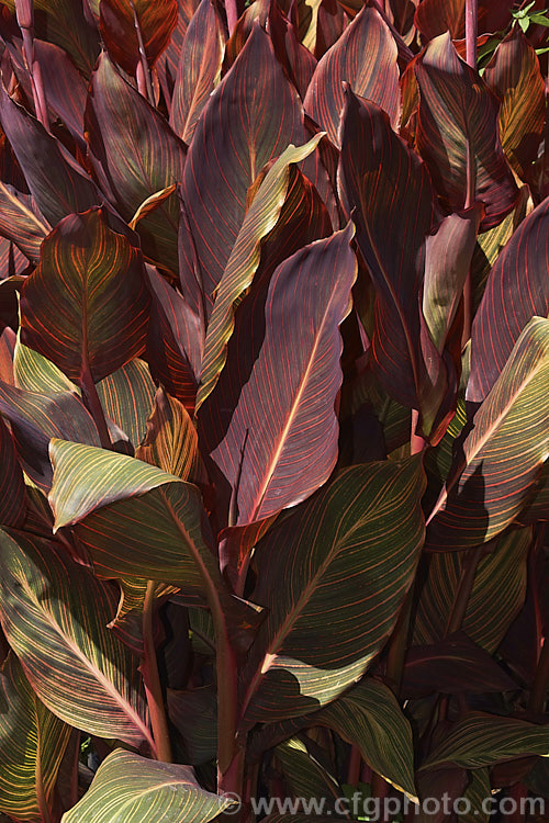 Canna x generalis 'Tropicanna', one of the many cultivars of this group of hybrid rhizomatous perennials of species from the American tropics and subtropics 'Tropicanna' has bright orange flowers but is really grown more for its boldly marked foliage. Order: Zingiberales, Family: Cannaceae