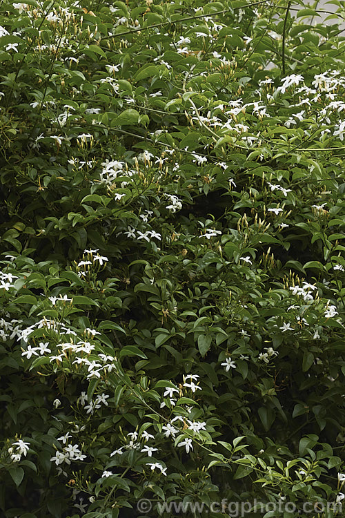 Azores. Jasmine (<i>Jasminum azoricum</i>), a sweetly scented shrub or scrambling climber native to the Azores. It is rather frost tender but does well in any mild temperate to subtropical climate. jasminum-2201htm'>Jasminum. <a href='oleaceae-plant-family-photoshtml'>Oleaceae</a>.