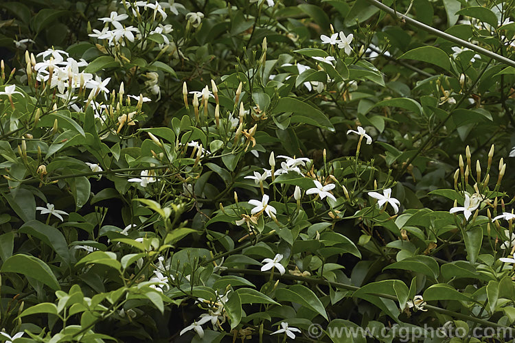 Azores. Jasmine (<i>Jasminum azoricum</i>), a sweetly scented shrub or scrambling climber native to the Azores. It is rather frost tender but does well in any mild temperate to subtropical climate. jasminum-2201htm'>Jasminum. <a href='oleaceae-plant-family-photoshtml'>Oleaceae</a>.