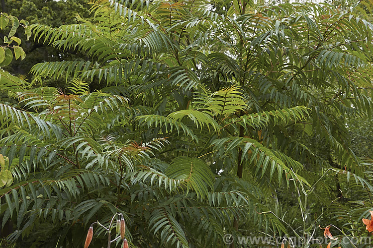 The late summer foliage of the Japanese Prickly Ash (<i>Zanthoxylum ailanthoides</i>), a deciduous tree that can grow to 18m tall It has sprays of small greenish white flowers that develop into clusters of purple-black berries. The tree is native to Japan and nearby parts of China and temperate to subtropical East Asia.