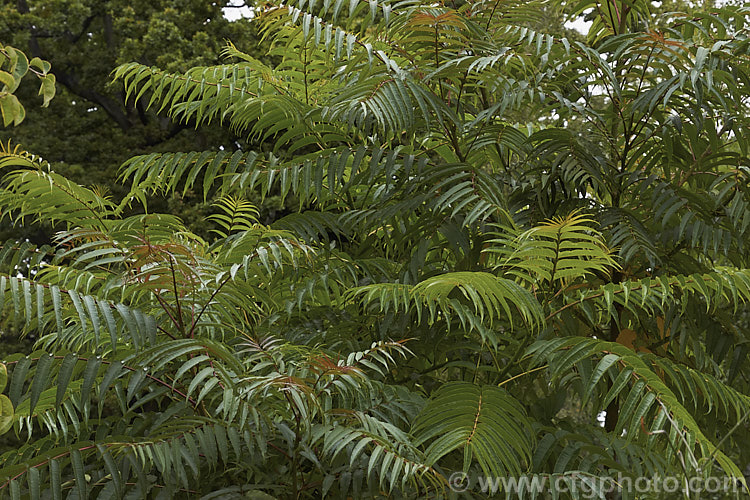 The late summer foliage of the Japanese Prickly Ash (<i>Zanthoxylum ailanthoides</i>), a deciduous tree that can grow to 18m tall It has sprays of small greenish white flowers that develop into clusters of purple-black berries. The tree is native to Japan and nearby parts of China and temperate to subtropical East Asia.