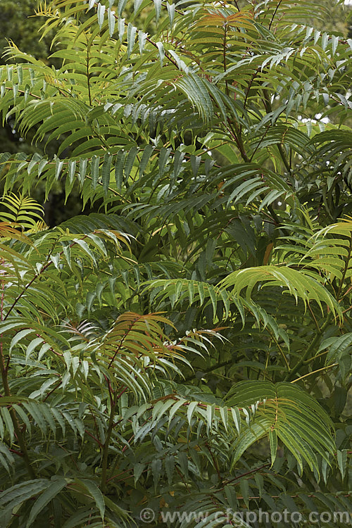 The late summer foliage of the Japanese Prickly Ash (<i>Zanthoxylum ailanthoides</i>), a deciduous tree that can grow to 18m tall It has sprays of small greenish white flowers that develop into clusters of purple-black berries. The tree is native to Japan and nearby parts of China and temperate to subtropical East Asia.