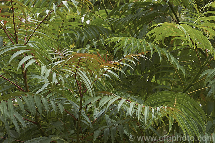 The late summer foliage of the Japanese Prickly Ash (<i>Zanthoxylum ailanthoides</i>), a deciduous tree that can grow to 18m tall It has sprays of small greenish white flowers that develop into clusters of purple-black berries. The tree is native to Japan and nearby parts of China and temperate to subtropical East Asia.