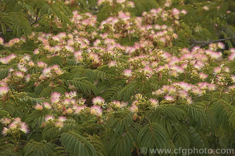 Silk Tree (<i>Albizia julibrissin</i>), a flat-topped, 6m tall deciduous tree found naturally from Iran to Japan. It flowers heavily from mid-summer. albizia-2159htm'>Albizia.