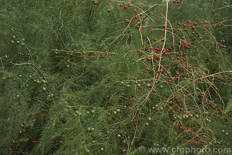 The mature foliage and berries of Asparagus (<i>Asparagus officinalis</i>), a widely cultivated herbaceous perennial with edible new spring shoots that was originally native to Eurasia and North Africa. asparagus-2372htm'>Asparagus.