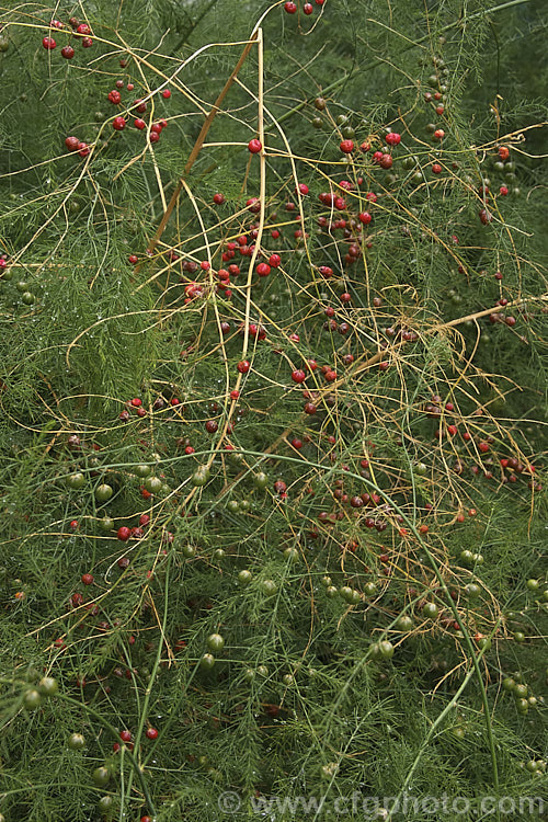 The mature foliage and berries of Asparagus (<i>Asparagus officinalis</i>), a widely cultivated herbaceous perennial with edible new spring shoots that was originally native to Eurasia and North Africa. asparagus-2372htm'>Asparagus.