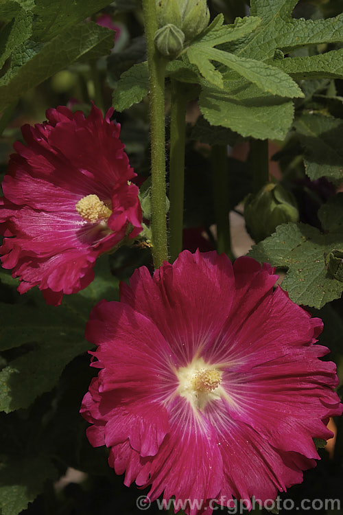 Frilled, red-flowered Hollyhock (<i>Alcea rosea [syn. Althaea rosea]), a western Asian biennial or perennial to 3m tall. There are many garden forms. alcea-2169htm'>Alcea.