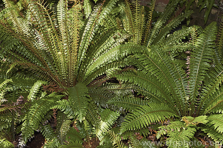 Crown. Fern or Piu. Piu (<i>Blechnum discolor</i>), a fern native to New Zealand and found throughout the country. It has distinctly different fertile (spore-bearing</i>) and sterile fronds and may develop a narrow trunk to around 30cm tall