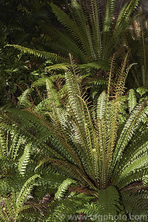 Crown. Fern or Piu. Piu (<i>Blechnum discolor</i>), a fern native to New Zealand and found throughout the country. It has distinctly different fertile (spore-bearing</i>) and sterile fronds and may develop a narrow trunk to around 30cm tall