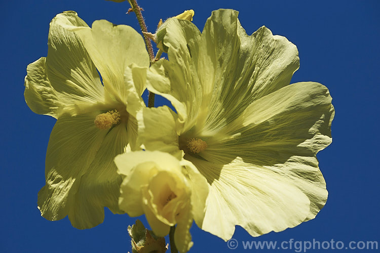 Hollyhock (<i>Alcea rosea</i>), a summer-flowering western Asian biennial or perennial that grows to around 3m tall. There are many garden forms. alcea-2169htm'>Alcea.