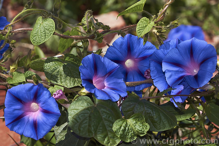 Common Morning Glory (<i>Ipomoea purpurea</i>), a tuberous-rooted climbing, twining perennial, originally from tropical and subtropical Asia and Africa but now well-established in mild climates worldwide. It can be rather invasive, growing rapidly and self-sowing freely. ipomoea-2702htm'>Ipomoea. <a href='convolvulaceae-plant-family-photoshtml'>Convolvulaceae</a>.