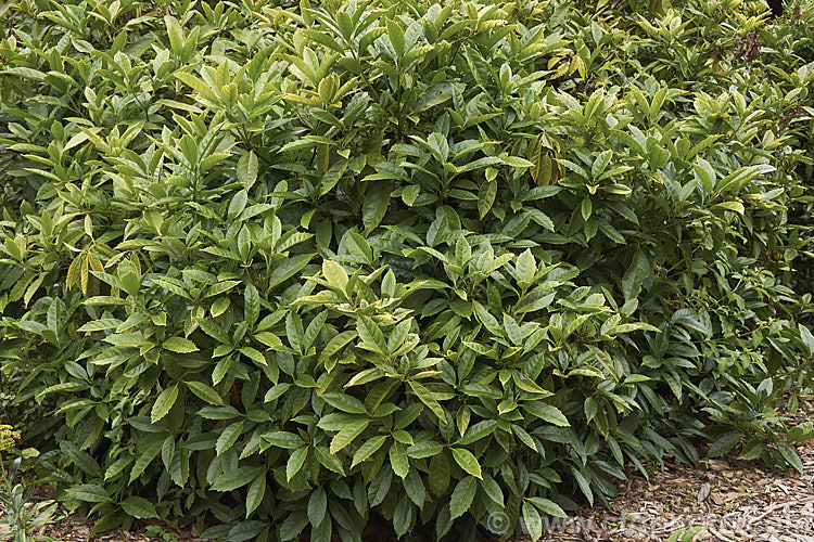 The mature foliage of the Japanese Laurel (<i>Aucuba japonica</i>), a Japanese evergreen shrub usually seen in its widely cultivated variegated and fancy foliaged forms. Female plants bear clusters of large red berries in winter. aucuba-2280htm'>Aucuba. <a href='garryaceae-plant-family-photoshtml'>Garryaceae</a>.