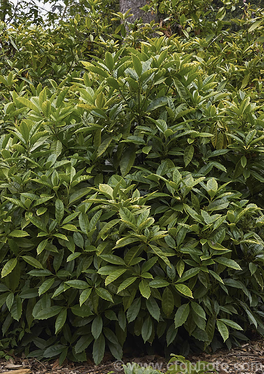 The mature foliage of the Japanese Laurel (<i>Aucuba japonica</i>), a Japanese evergreen shrub usually seen in its widely cultivated variegated and fancy foliaged forms. Female plants bear clusters of large red berries in winter. aucuba-2280htm'>Aucuba. <a href='garryaceae-plant-family-photoshtml'>Garryaceae</a>.