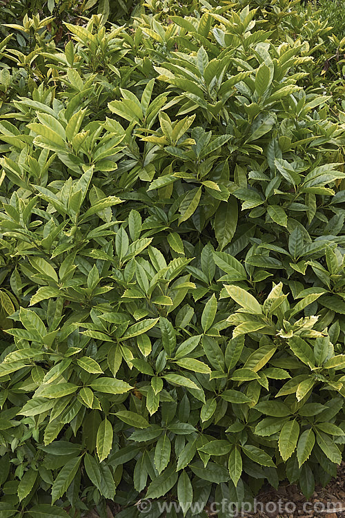 The mature foliage of the Japanese Laurel (<i>Aucuba japonica</i>), a Japanese evergreen shrub usually seen in its widely cultivated variegated and fancy foliaged forms. Female plants bear clusters of large red berries in winter. aucuba-2280htm'>Aucuba. <a href='garryaceae-plant-family-photoshtml'>Garryaceae</a>.