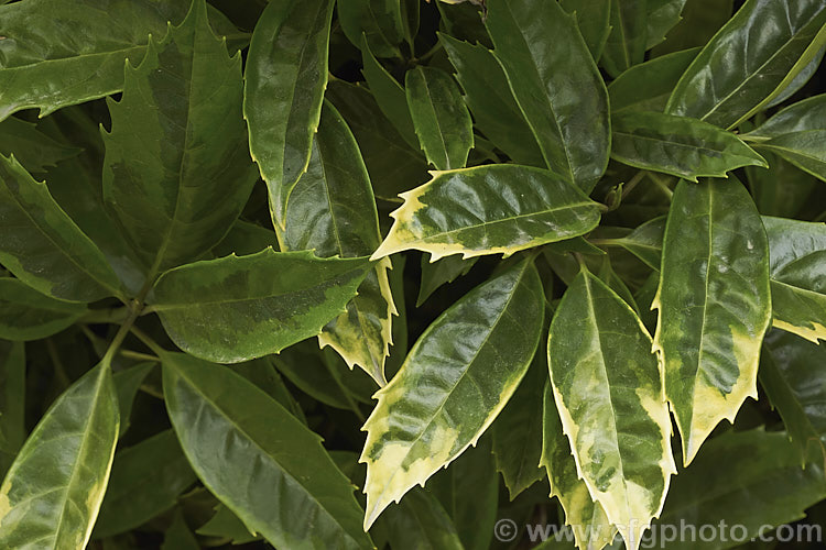 The foliage of Aucuba japonica 'Sulphurea. Marginata', a Japanese Laurel cultivar with boldly variegated foliage. The leaves have broad yellow edges but this colour only develops fully in sunlight; shaded leaves showing a subtler variegation pattern in two shades of green, as seen here 'Sulphurea. Marginata' is a female plant with red fruit. aucuba-2280htm'>Aucuba. <a href='garryaceae-plant-family-photoshtml'>Garryaceae</a>.