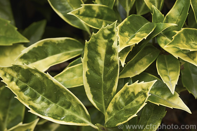 The foliage of Aucuba japonica 'Sulphurea. Marginata', a Japanese Laurel cultivar with boldly variegated foliage. The leaves have broad yellow edges but this colour only develops fully in sunlight; shaded leaves showing a subtler variegation pattern in two shades of green, as seen here 'Sulphurea. Marginata' is a female plant with red fruit. aucuba-2280htm'>Aucuba. <a href='garryaceae-plant-family-photoshtml'>Garryaceae</a>.