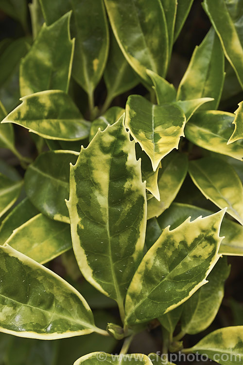 The foliage of Aucuba japonica 'Sulphurea. Marginata', a Japanese Laurel cultivar with boldly variegated foliage. The leaves have broad yellow edges but this colour only develops fully in sunlight; shaded leaves showing a subtler variegation pattern in two shades of green, as seen here 'Sulphurea. Marginata' is a female plant with red fruit. aucuba-2280htm'>Aucuba. <a href='garryaceae-plant-family-photoshtml'>Garryaceae</a>.