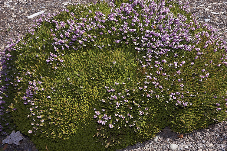 Calluna vulgaris 'Foxii. Nana', this very compact mound-forming cultivar of heather or ling is popular in rockeries. Grown for its shape, it often doesn't produce its tiny pink flowers, shown here, which appear from late summer. calluna-2108htm'>Calluna. Order: Ericales, Family: Ericaceae