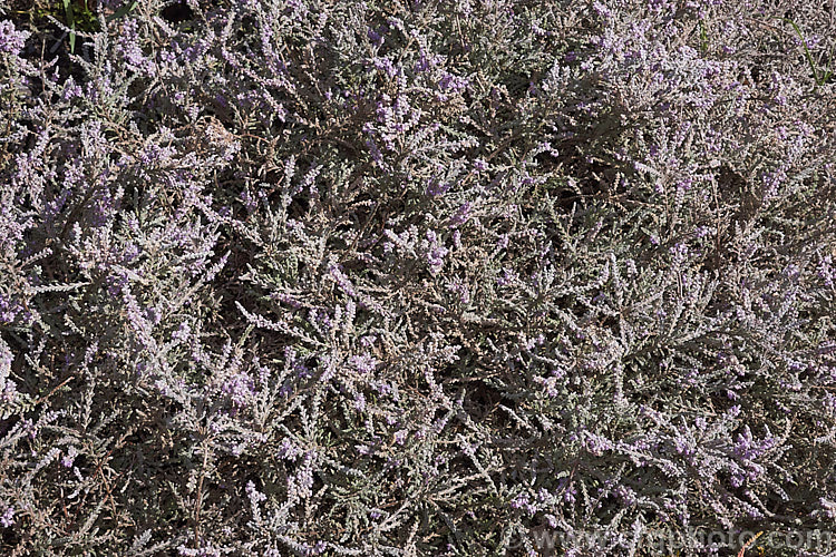 Calluna vulgaris 'Hirsuta. Typica', a silver-grey-foliaged cultivar of heather or ling, a species found over much of the temperate Northern Hemisphere. Its small, dusky pink flowers, which open from late summer, are often difficult to distinguish from the foliage. calluna-2108htm'>Calluna. Order: Ericales, Family: Ericaceae