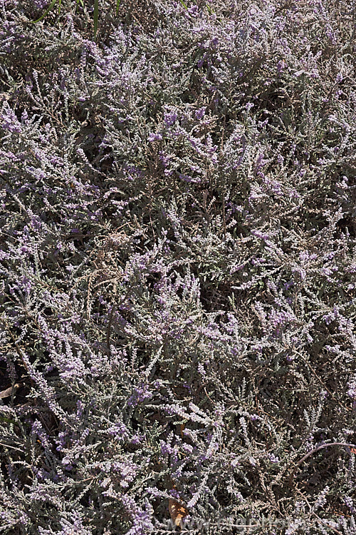 Calluna vulgaris 'Hirsuta. Typica', a silver-grey-foliaged cultivar of heather or ling, a species found over much of the temperate Northern Hemisphere. Its small, dusky pink flowers, which open from late summer, are often difficult to distinguish from the foliage. calluna-2108htm'>Calluna. Order: Ericales, Family: Ericaceae