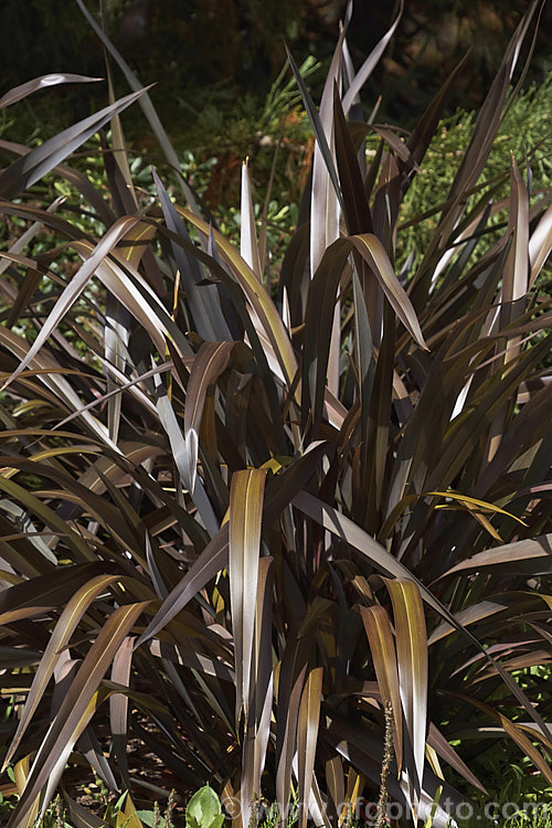 Phormium 'Black Rage', a compact, dark-leafed cultivar of New Zealand Flax, an evergreen perennial with long sword-shaped leaves 'Black Rage' forms a dense clump of over-arching dark bronze foliage. Order: Asparagales, Family: Asphodelaceae