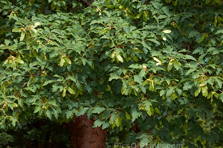 The mature summer foliage and almost ripe samara of the Paperbark Maple (<i>Acer griseum</i>), a 6-12m tall tree from central China. Its foliage does not colour reliably in autumn but usually develops splashes of purple-red. Order Sapindales, Family: Sapindaceae