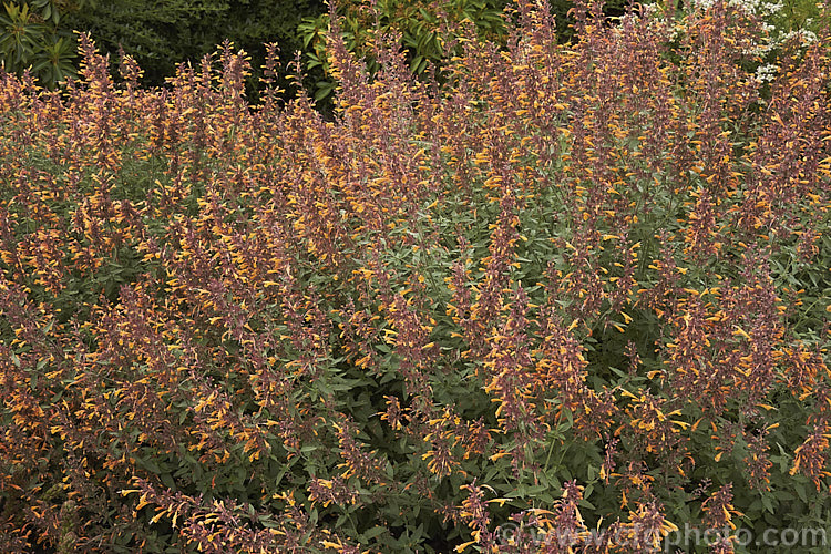 <i>Agastache aurantiaca</i> 'Apricot Sprite', a brightly coloured, very heavy-flowering cultivar of Orange Hummingbird Mint, a long-flowering shrubby perennial native to the southwestern United States and northern Mexico. It grows to around 80cm high and wide. Order: Lamiales, Family: Lamiaceae