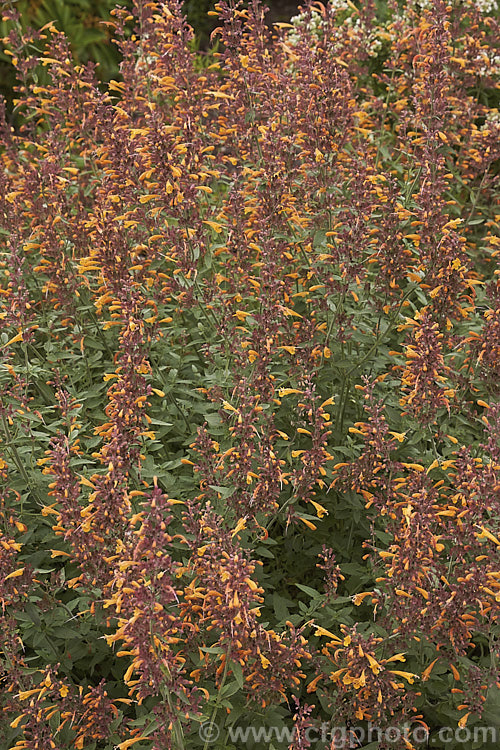 <i>Agastache aurantiaca</i> 'Apricot Sprite', a brightly coloured, very heavy-flowering cultivar of Orange Hummingbird Mint, a long-flowering shrubby perennial native to the southwestern United States and northern Mexico. It grows to around 80cm high and wide. Order: Lamiales, Family: Lamiaceae