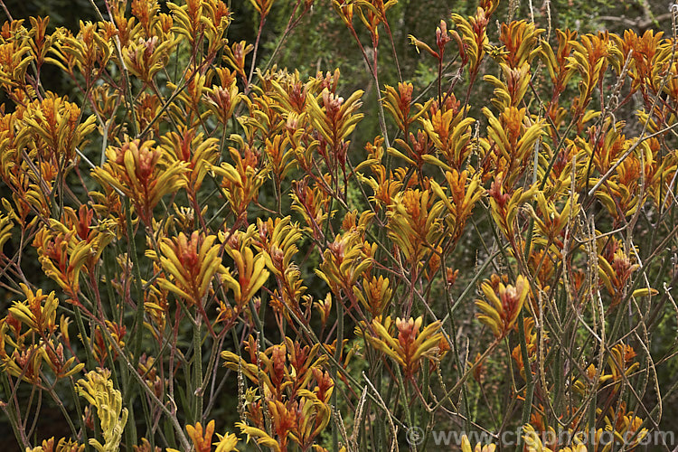 Anigozanthos 'Bush Noon', one of the popular 'bush' series of Kangaroo. Paws, hybrids of Western Australian perennials. anigozanthos-2340htm'>Anigozanthos. <a href='haemodoraceae-plant-family-photoshtml'>Haemodoraceae</a>.