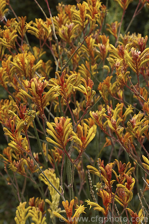 Anigozanthos 'Bush Noon', one of the popular 'bush' series of Kangaroo. Paws, hybrids of Western Australian perennials. anigozanthos-2340htm'>Anigozanthos. <a href='haemodoraceae-plant-family-photoshtml'>Haemodoraceae</a>.