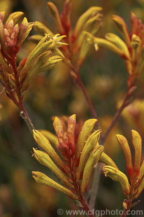 Anigozanthos 'Bush Noon', one of the popular 'bush' series of Kangaroo. Paws, hybrids of Western Australian perennials. anigozanthos-2340htm'>Anigozanthos. <a href='haemodoraceae-plant-family-photoshtml'>Haemodoraceae</a>.